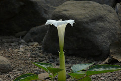 Datura innoxia